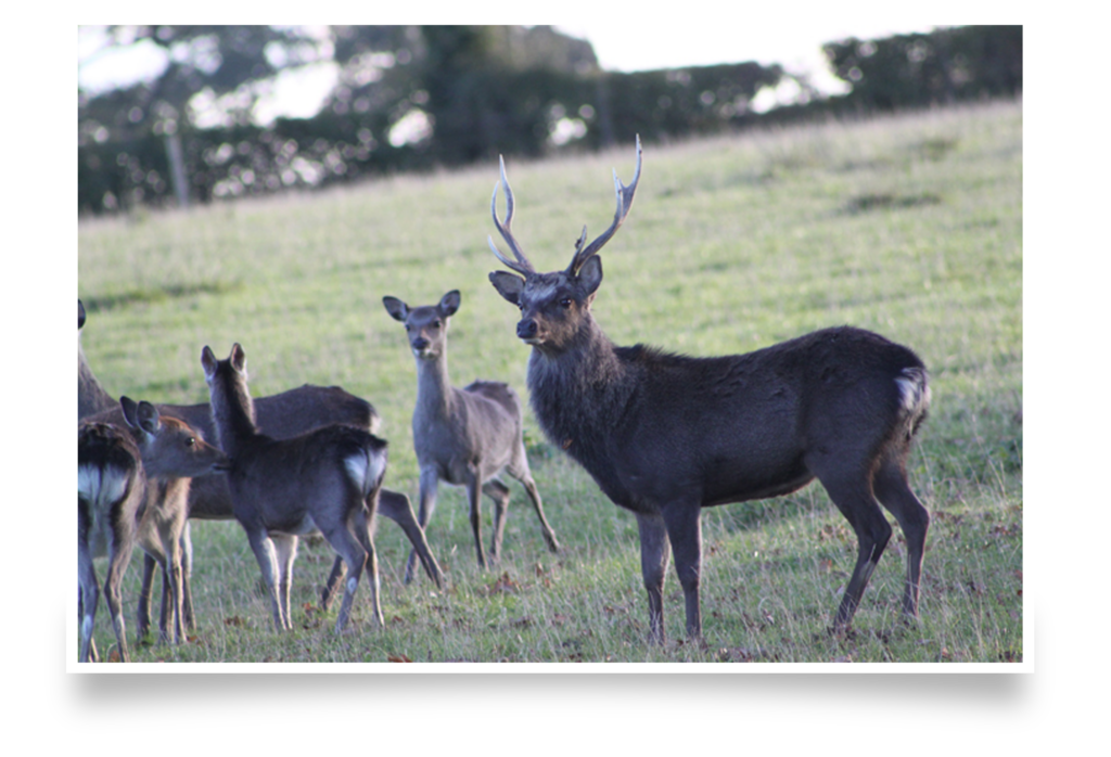 Deer Hunting UK - West Country Deer Services Deer Stalking